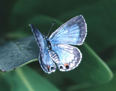 miami-blue-butterfly-picture-lg[1]