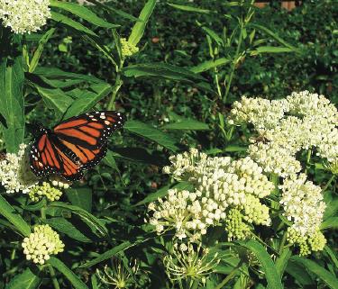 milkweed[1]