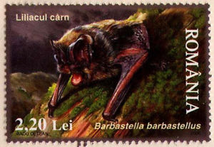 mopsfledermaus