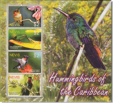 nev0507sh-hummingbird[1]