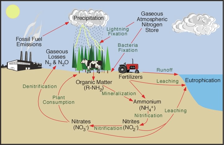 nitrogencycle