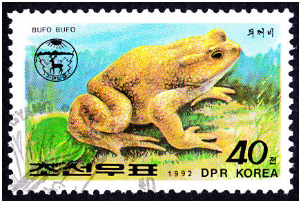 Die Amphibien sind die am stärksten bedrohte Tierklasse der Welt