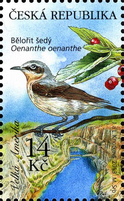 northern wheatear