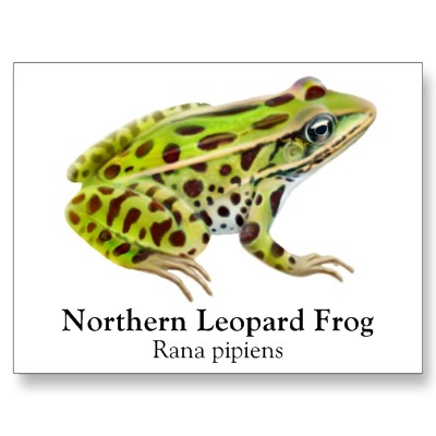 Exposure to pesticides can cause suppressive immune changes in adult frogs and is doing so in wild populations