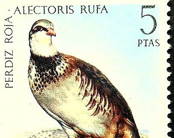 partridge