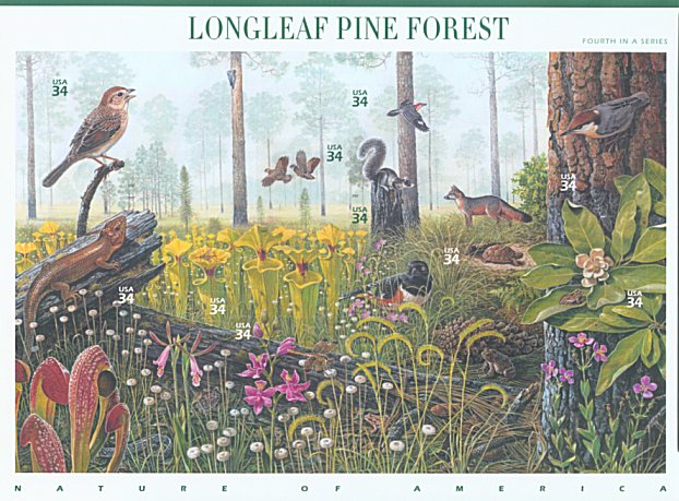 pinepaneof10[1]