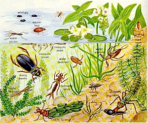 pondinsects[1]