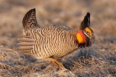 prairie-chicken