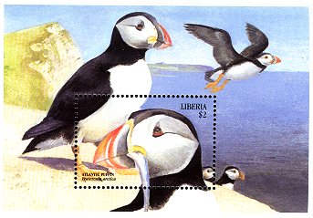 puffin