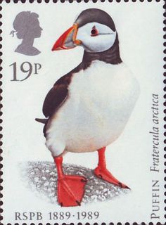 puffins