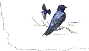 purple martin