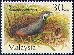quail01a[1]