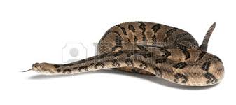 ratelslang