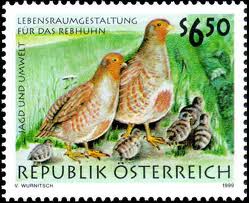 rebhuhn