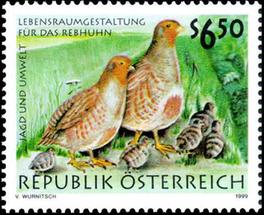 rebhuhn1