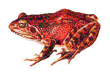 red-legged_frog[1]