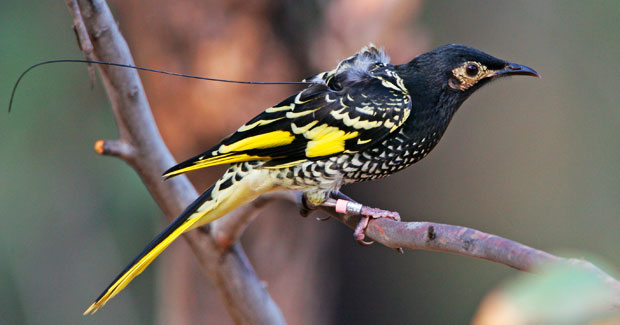 regent_honeyeater[1]