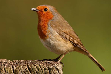 roodborst