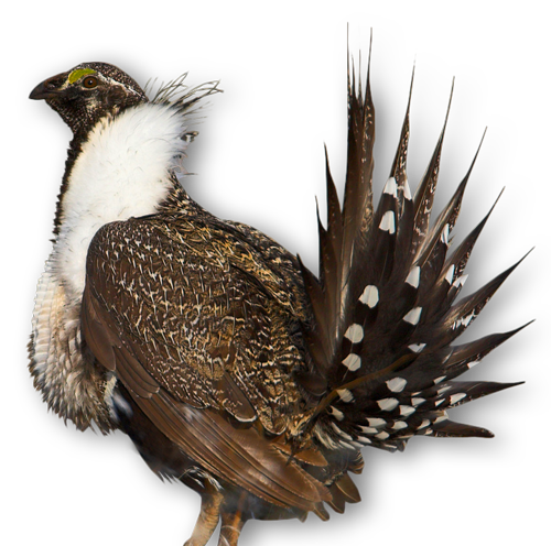 sageGrouse