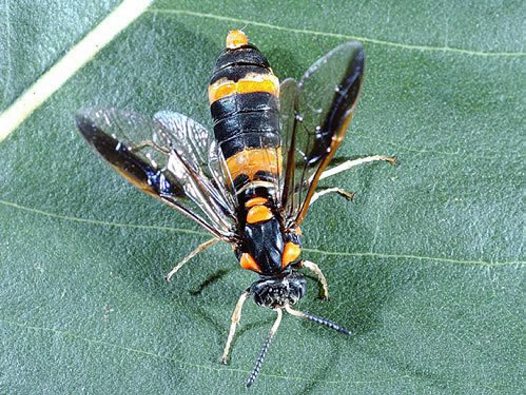 sawfly_big[1]