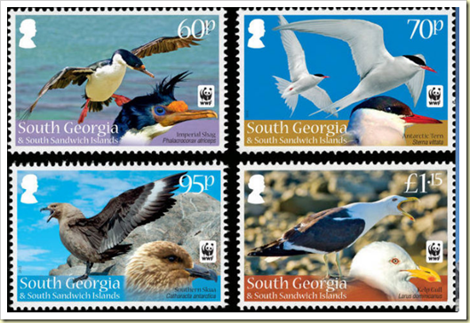 sea birds