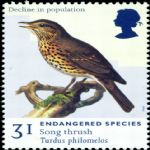 sg2017-31p-song-thrush-vfu-3465-p[ekm]150x150[ekm][1]