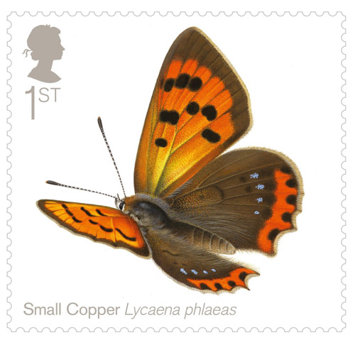 small copper butterfly