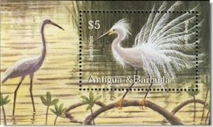 snowy egret