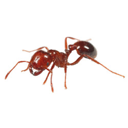 solenopsis invicta