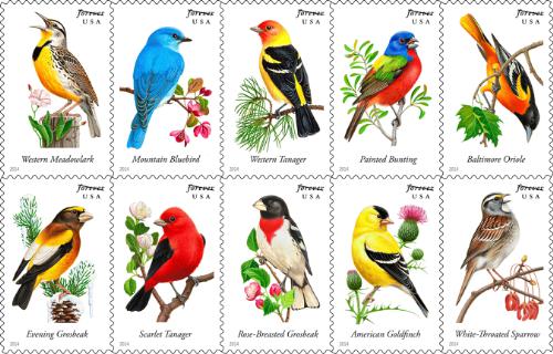 songbirds us