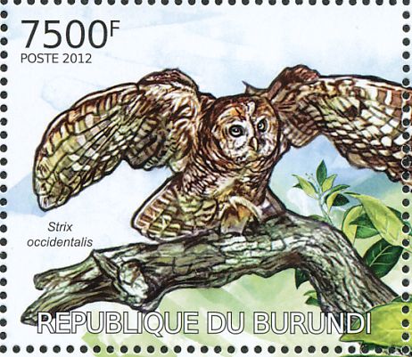 spotted owl