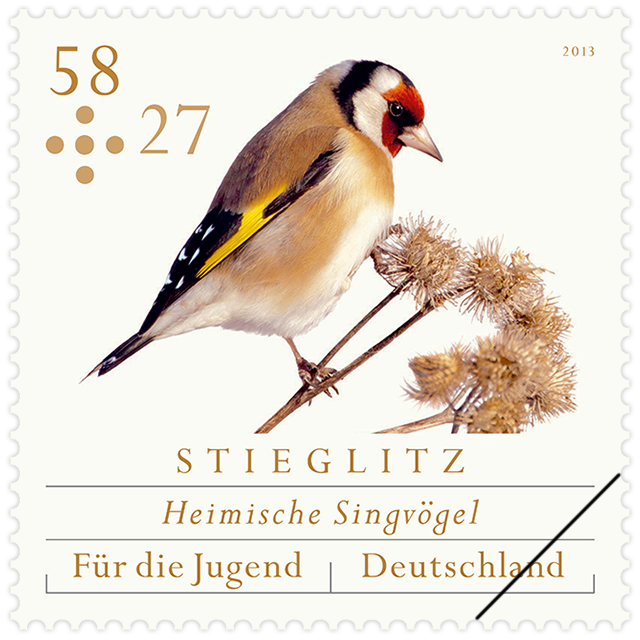 stieglitz