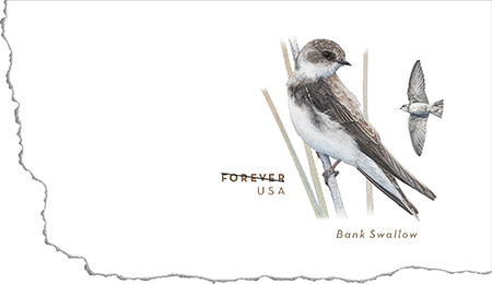 swallow4
