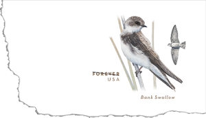 swallow4