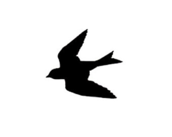 swallow