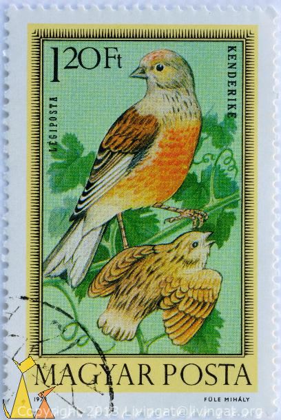 t_with_Young_Magyar_Hungary_stamp_bird_young_Carduelis_cannabina_Posta_Kenderike_Legiposta_1_20_Ft_Fule_Mihaly_1973