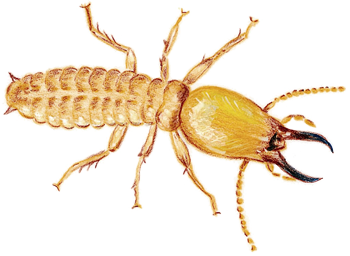 termite-soldier