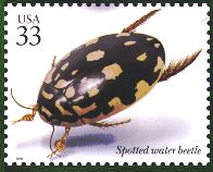 thermonectus-marmoratus-adult-stamp[1]