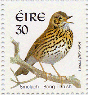 thrush2[1]