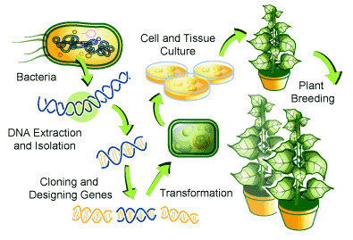 transgenic_crop_from_greenfacts[1]