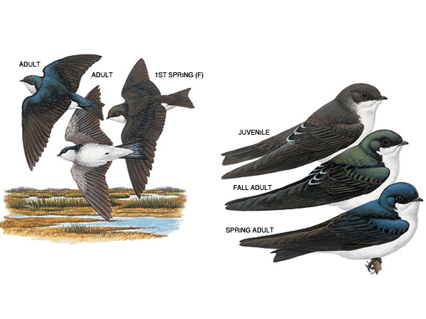 tree-swallow_17184_600x450[1]