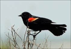 tricolored blackbird