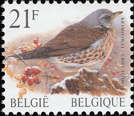 turdus pilaris 2