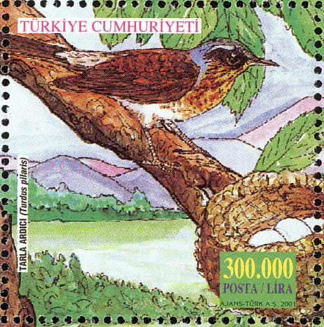turdus pilaris