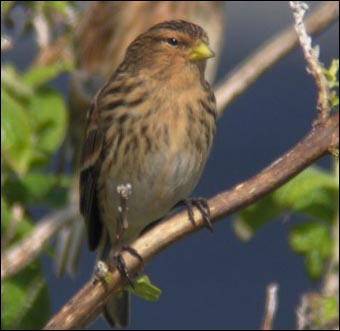 twite01[1]