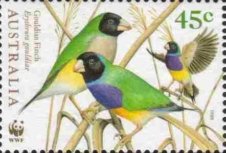 u90427_Finch