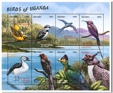 uga9903sh1birds8x700[1]
