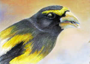 v5n10birdsmall[1]