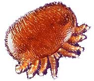 varroa_mite[1]