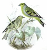 venturon
